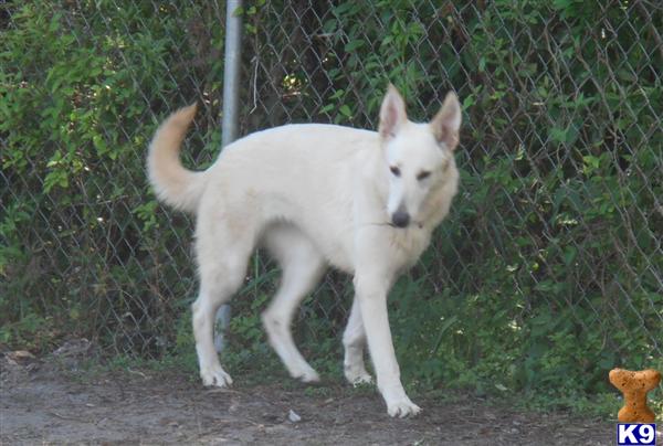 Dogs - German Shepherd